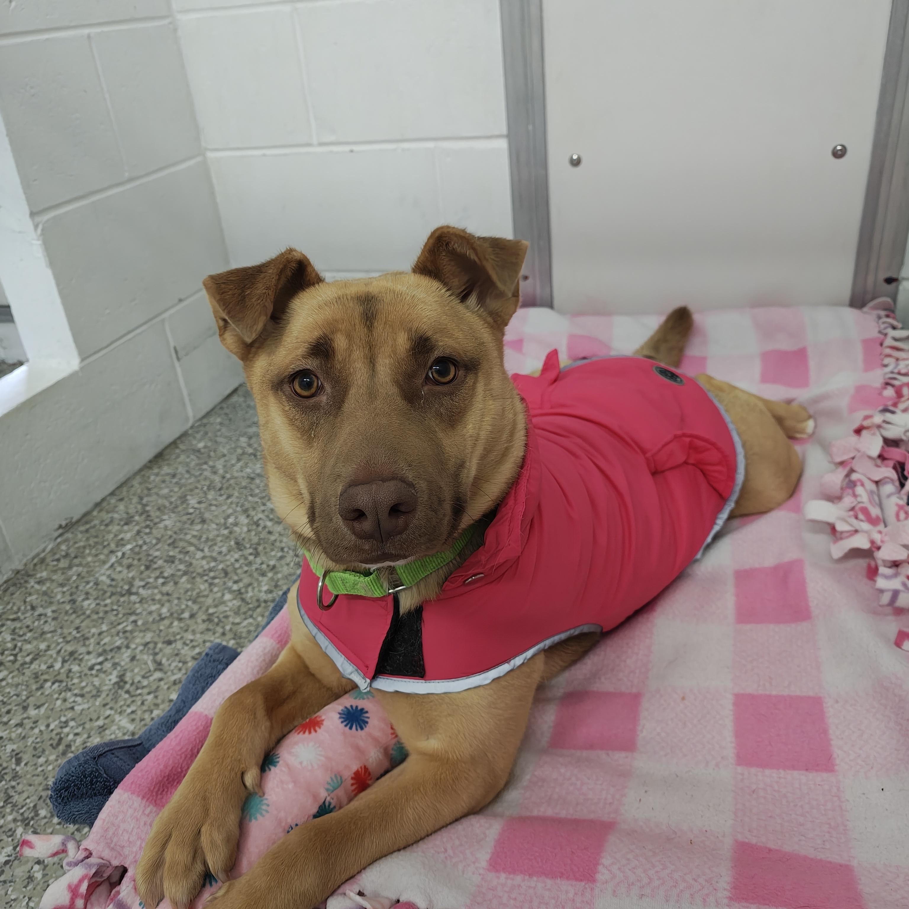 Enlarge Dixie, a Adoptable Mixed Breed in Oconto, WI image 3/6