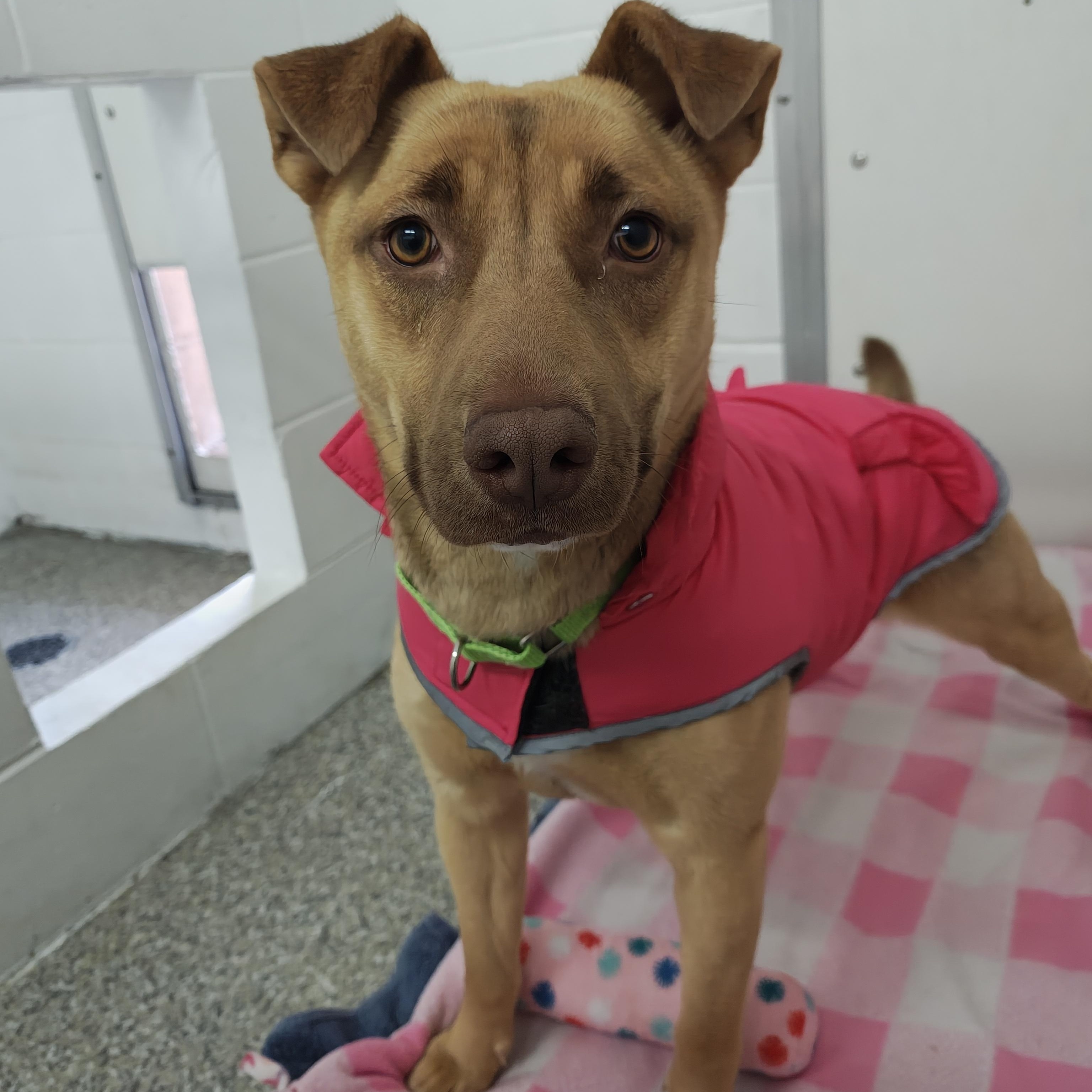 Dixie, Adoptable, Young Female Mixed Breed.