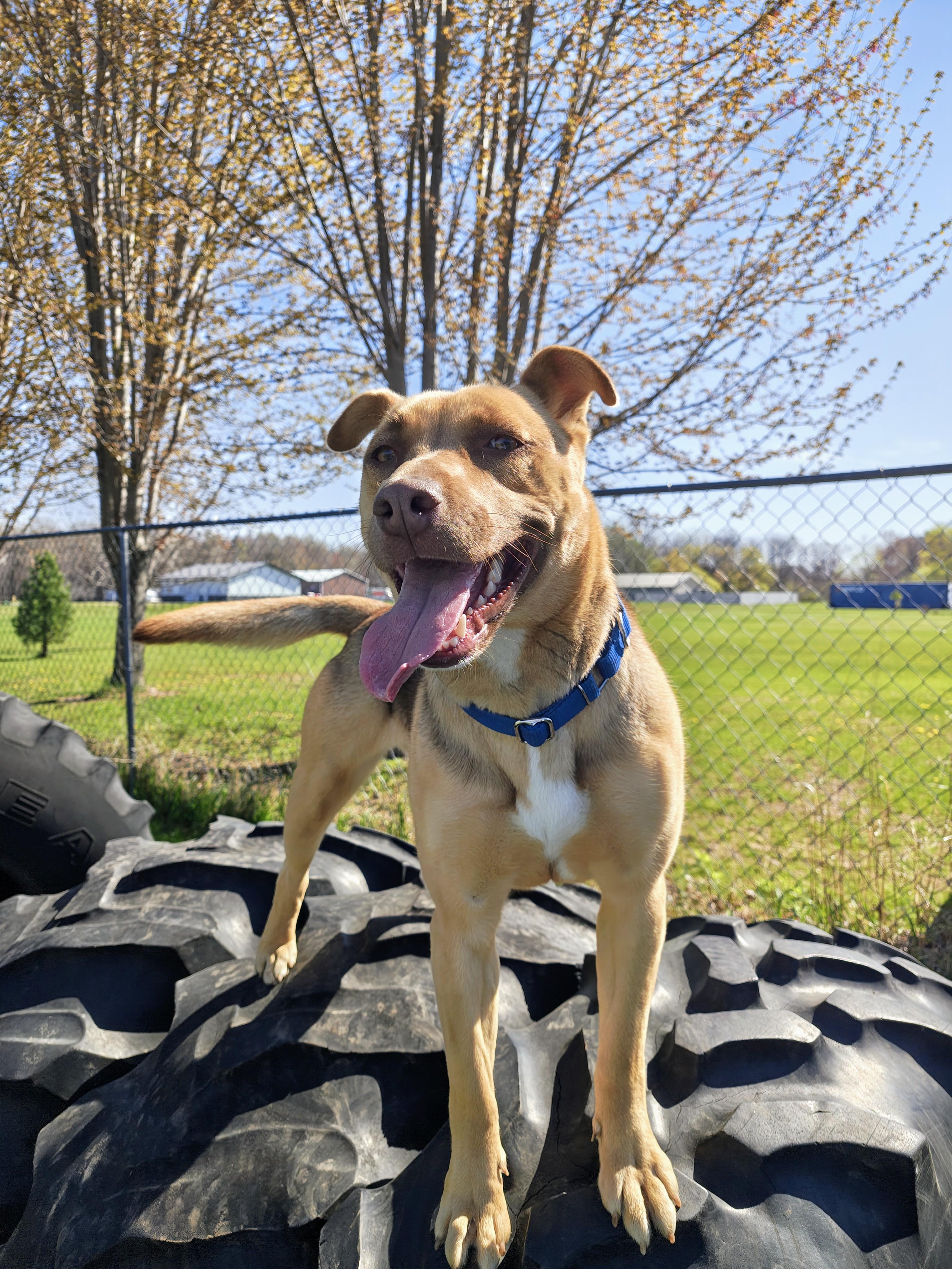 Enlarge Dixie, a Adoptable Mixed Breed in Oconto, WI image 1/6