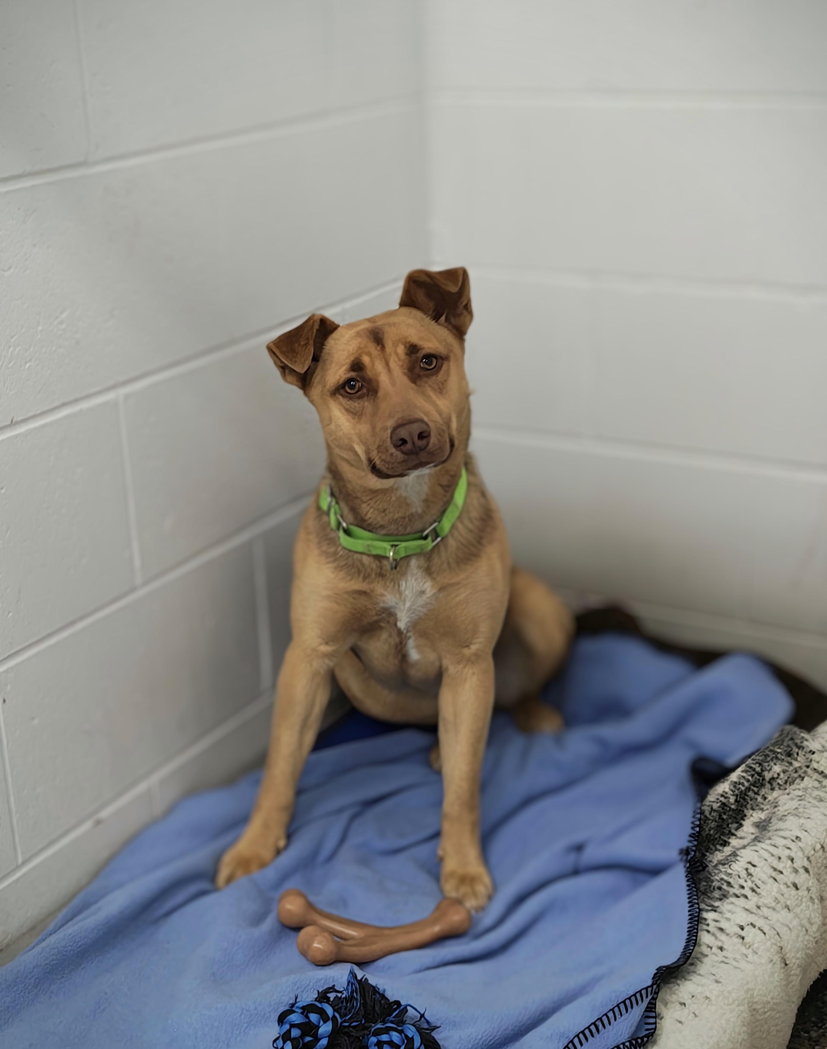 Dixie, a Adoptable Mixed Breed in Oconto, WI image 5/5