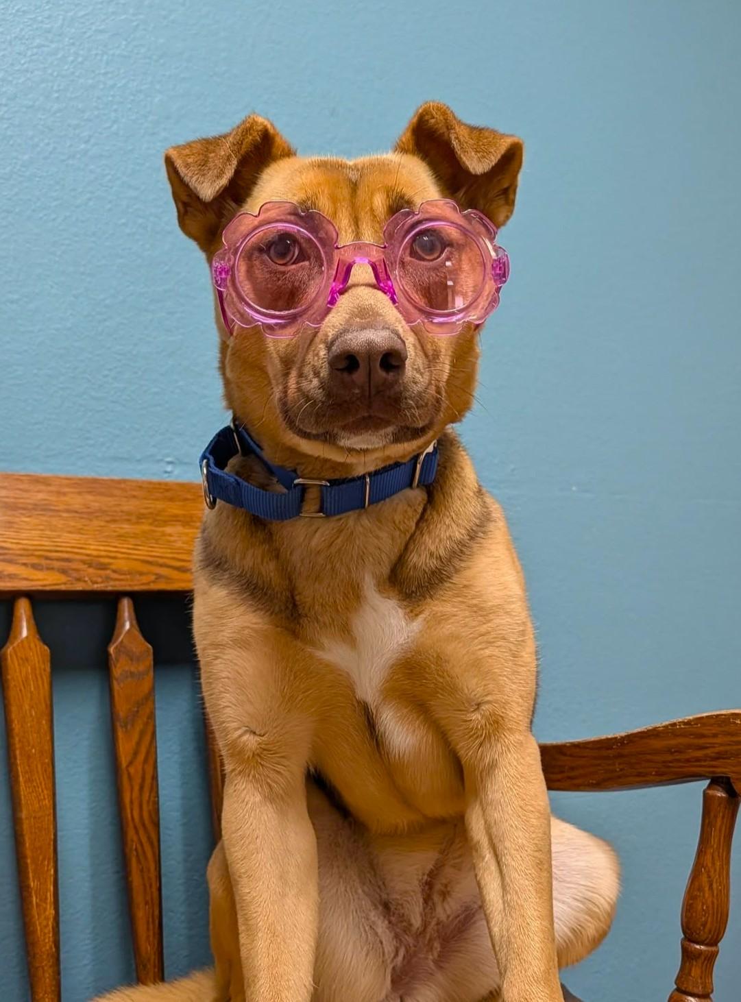 Dixie, Adoptable, Young Female Mixed Breed.