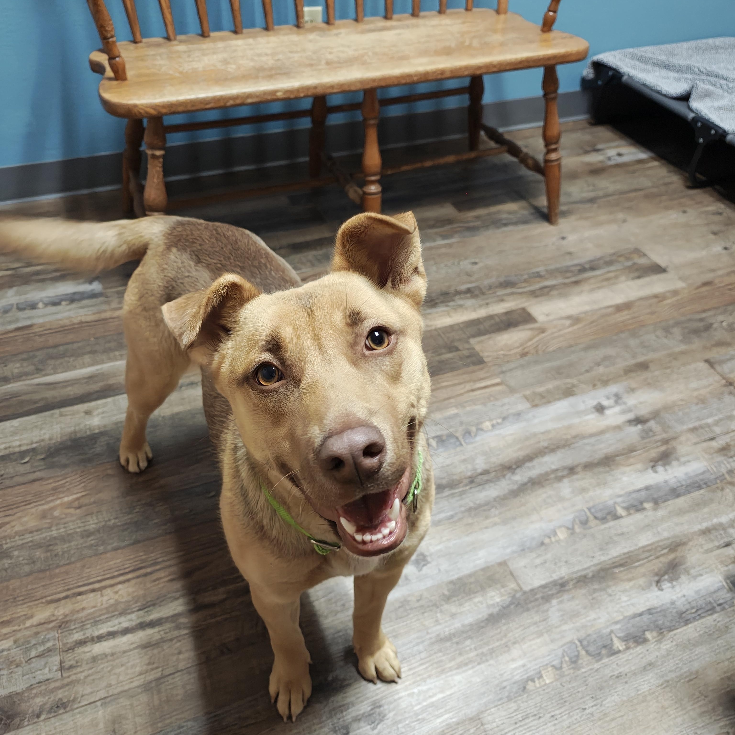 Enlarge Dixie, a Adoptable Mixed Breed in Oconto, WI image 5/5