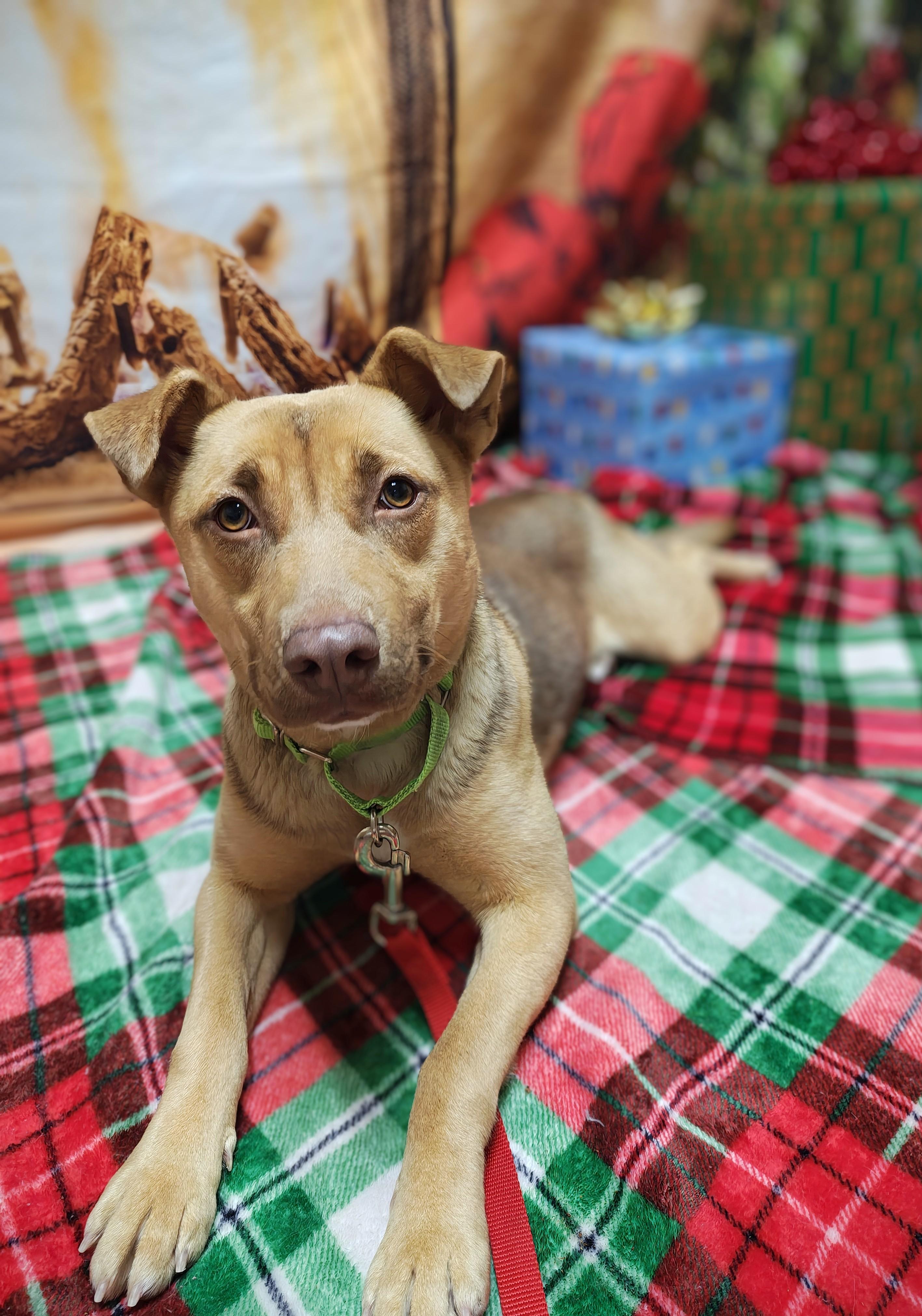 Enlarge Dixie, a Adoptable Mixed Breed in Oconto, WI image 1/5