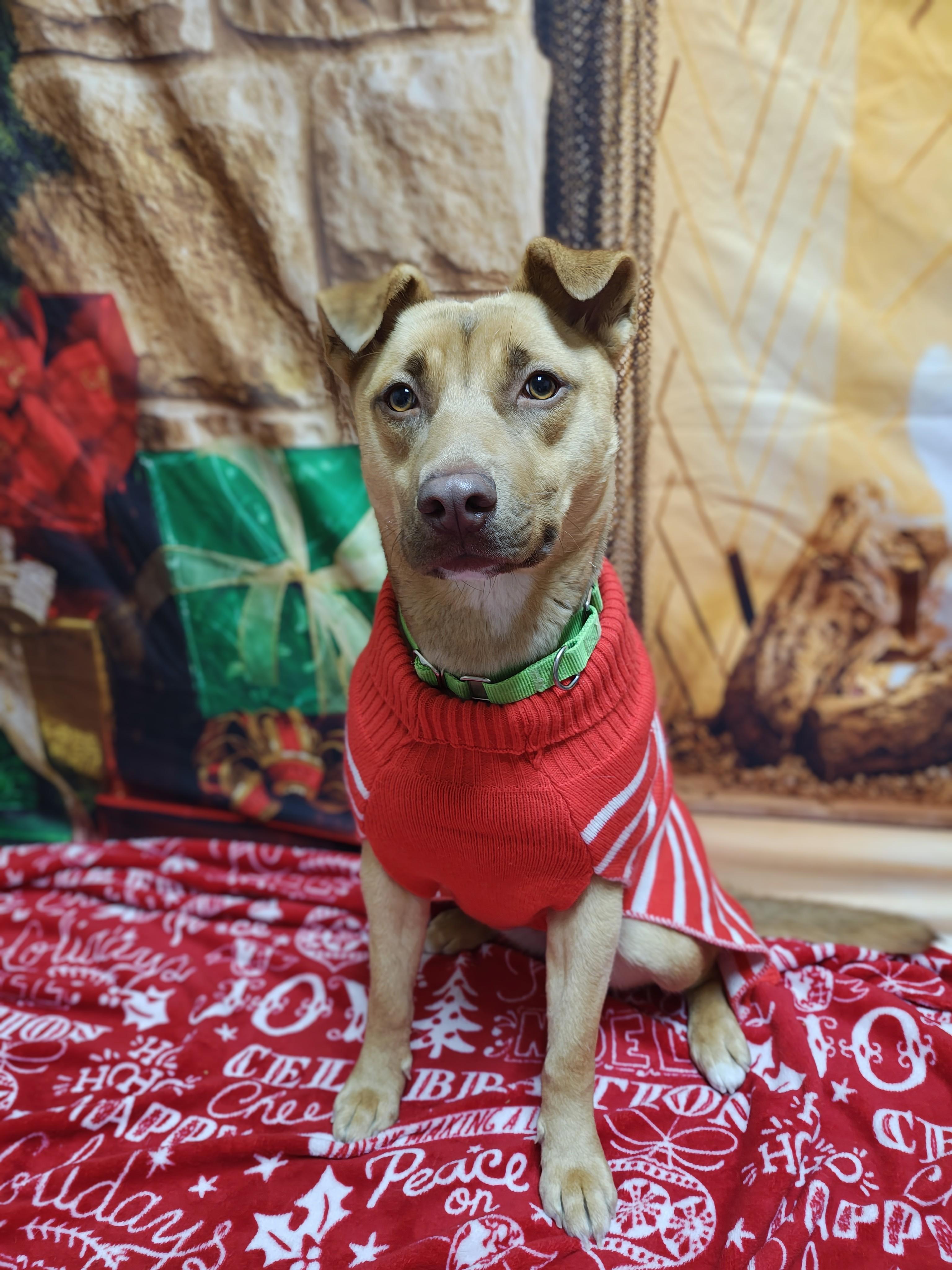 Enlarge Dixie, a Adoptable Mixed Breed in Oconto, WI image 3/5
