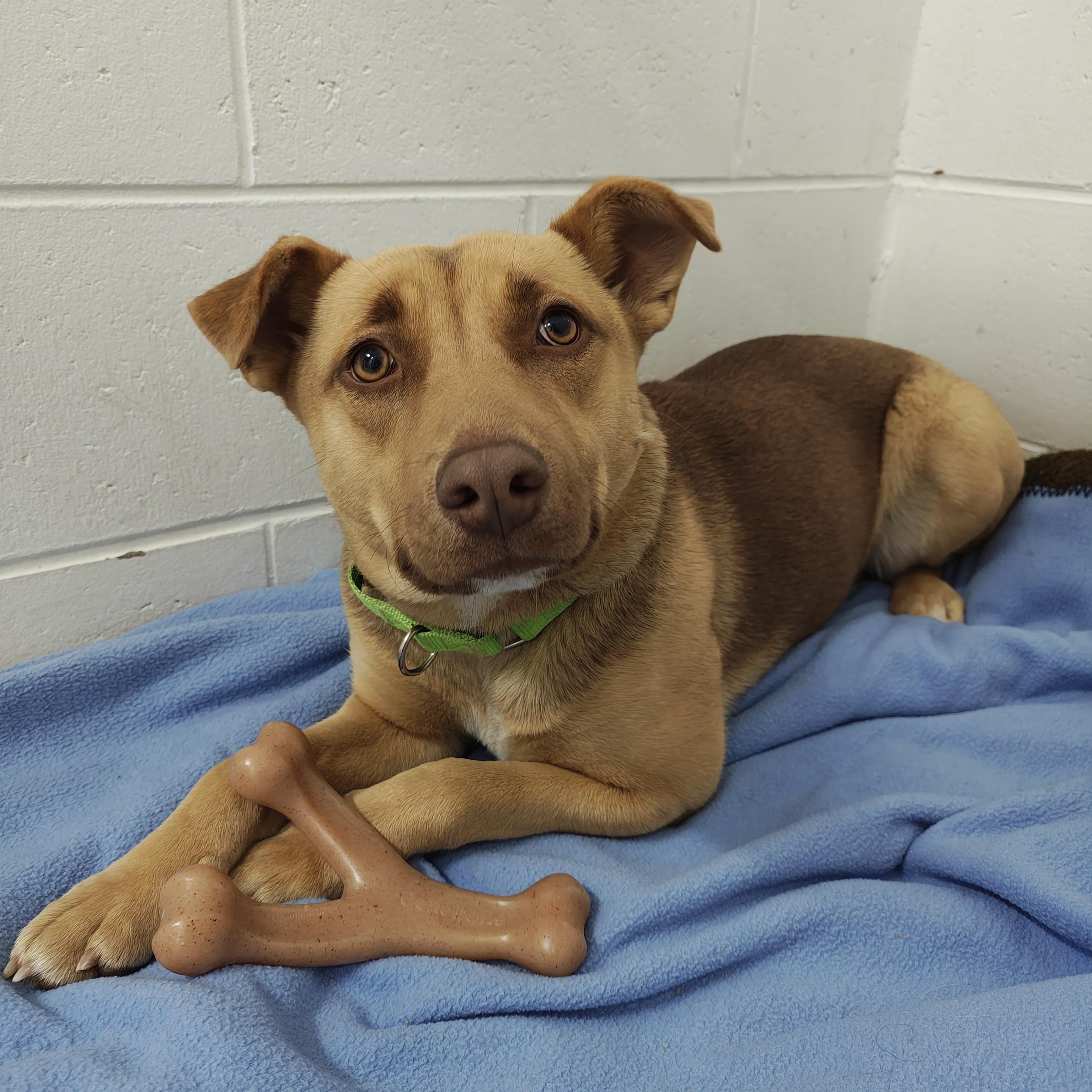 Dixie, a Adoptable Mixed Breed in Oconto, WI image 2/5
