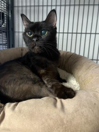 Monkey, a Adoptable Domestic Short Hair in St. Anne, IL image 2/3