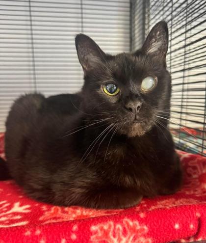 Monkey, a Adoptable Domestic Short Hair in St. Anne, IL image 3/3