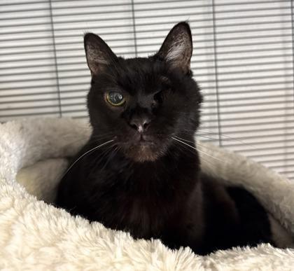 Enlarge Monkey, a Adoptable Domestic Short Hair in St. Anne, IL image 3/4