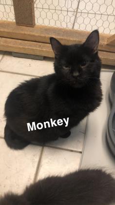 Enlarge Monkey, a Adoptable Domestic Short Hair in St. Anne, IL image 4/4