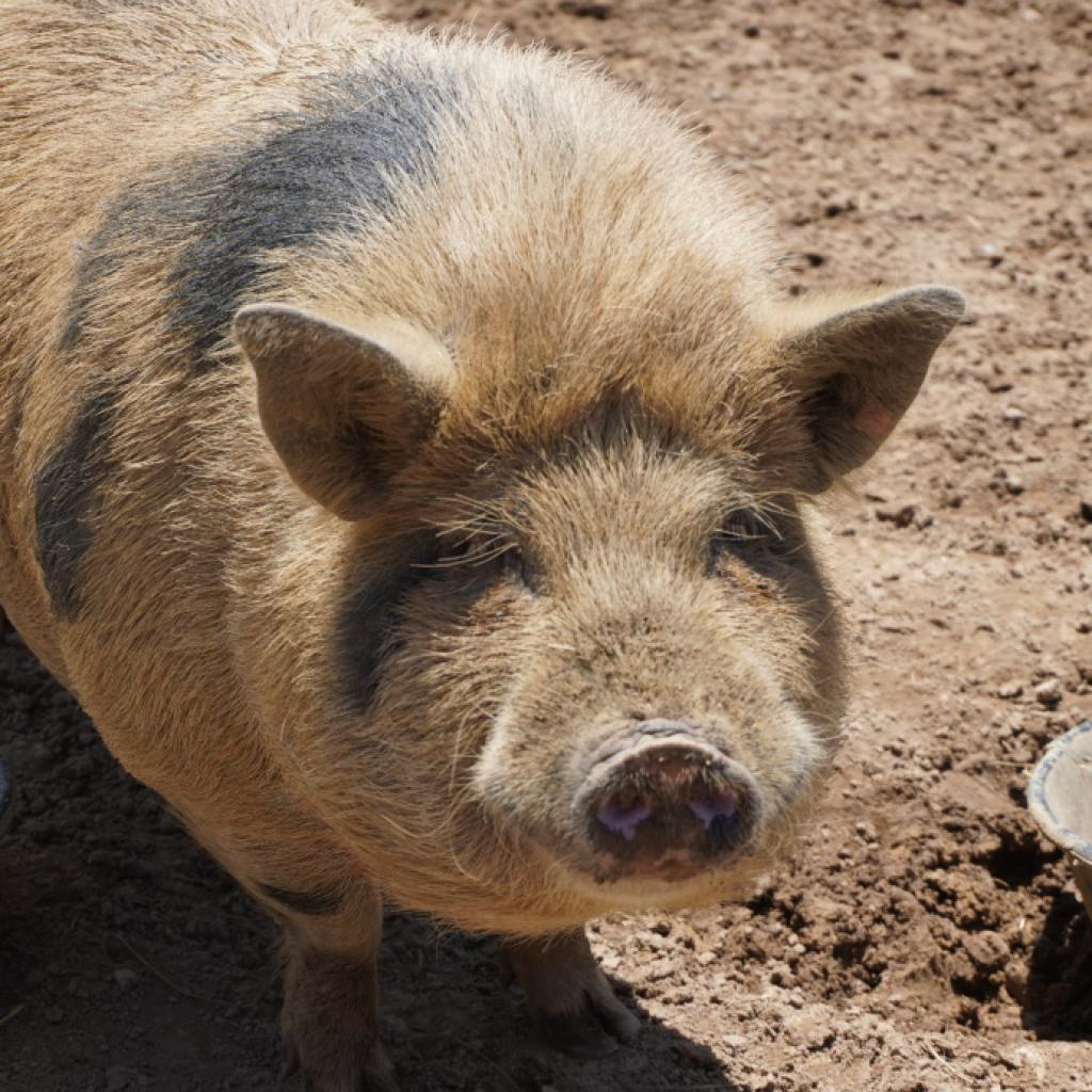 Chalk, a Adoptable Pig in Asheville, NC image 1/4