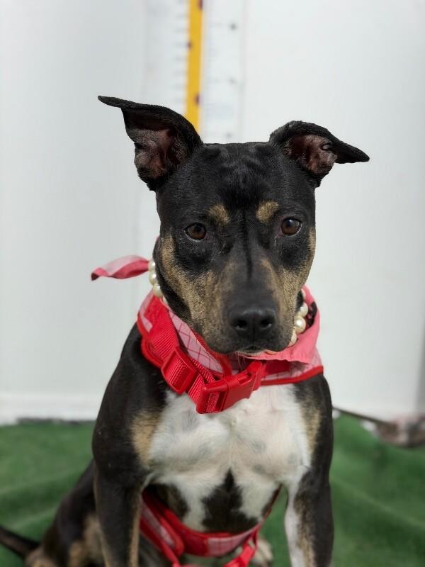 Sarah-One of our Amazing Rescue Dogs, Adoptable, Young Female German Pinscher & Manchester Terrier.