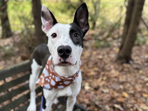 Penwin, Adoptable, Adult Female Pit Bull Terrier.