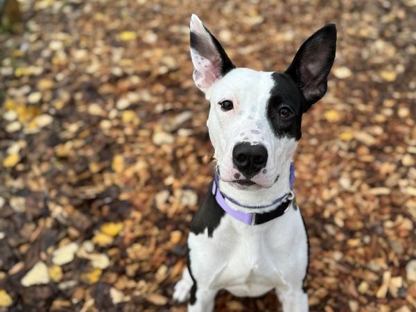 Enlarge Penwin, a Adoptable mixed breed in Portland, OR image 2/6