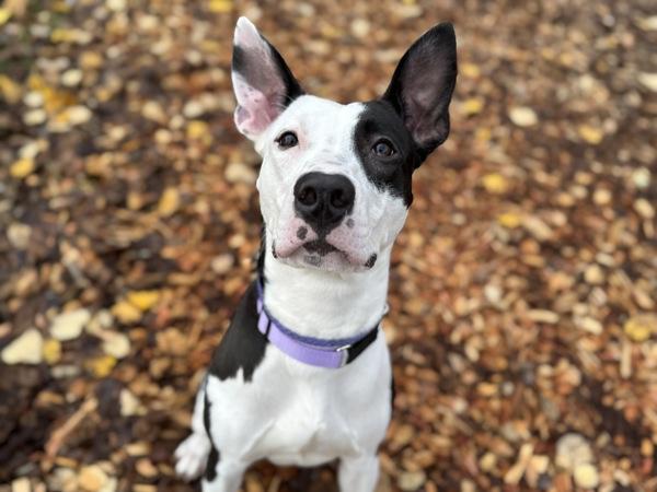 Enlarge Penwin, a Adoptable mixed breed in Portland, OR image 3/6