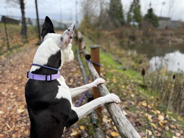 Enlarge Penwin, a Adoptable mixed breed in Portland, OR image 4/6
