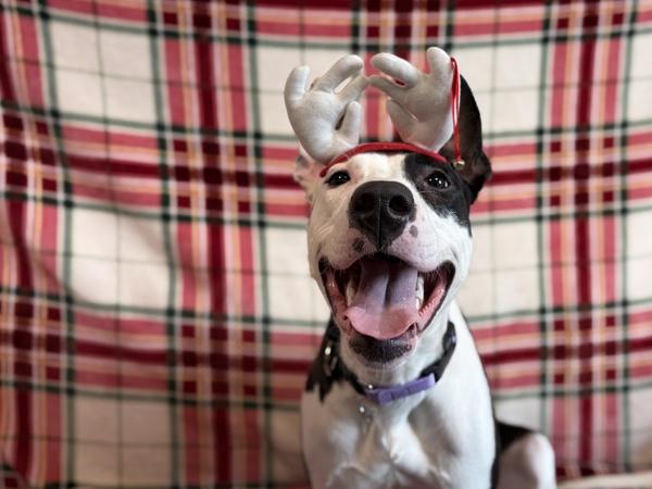 Enlarge Penwin, a Adoptable mixed breed in Portland, OR image 5/6