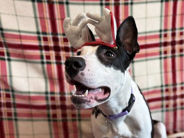 Enlarge Penwin, a Adoptable mixed breed in Portland, OR image 6/6