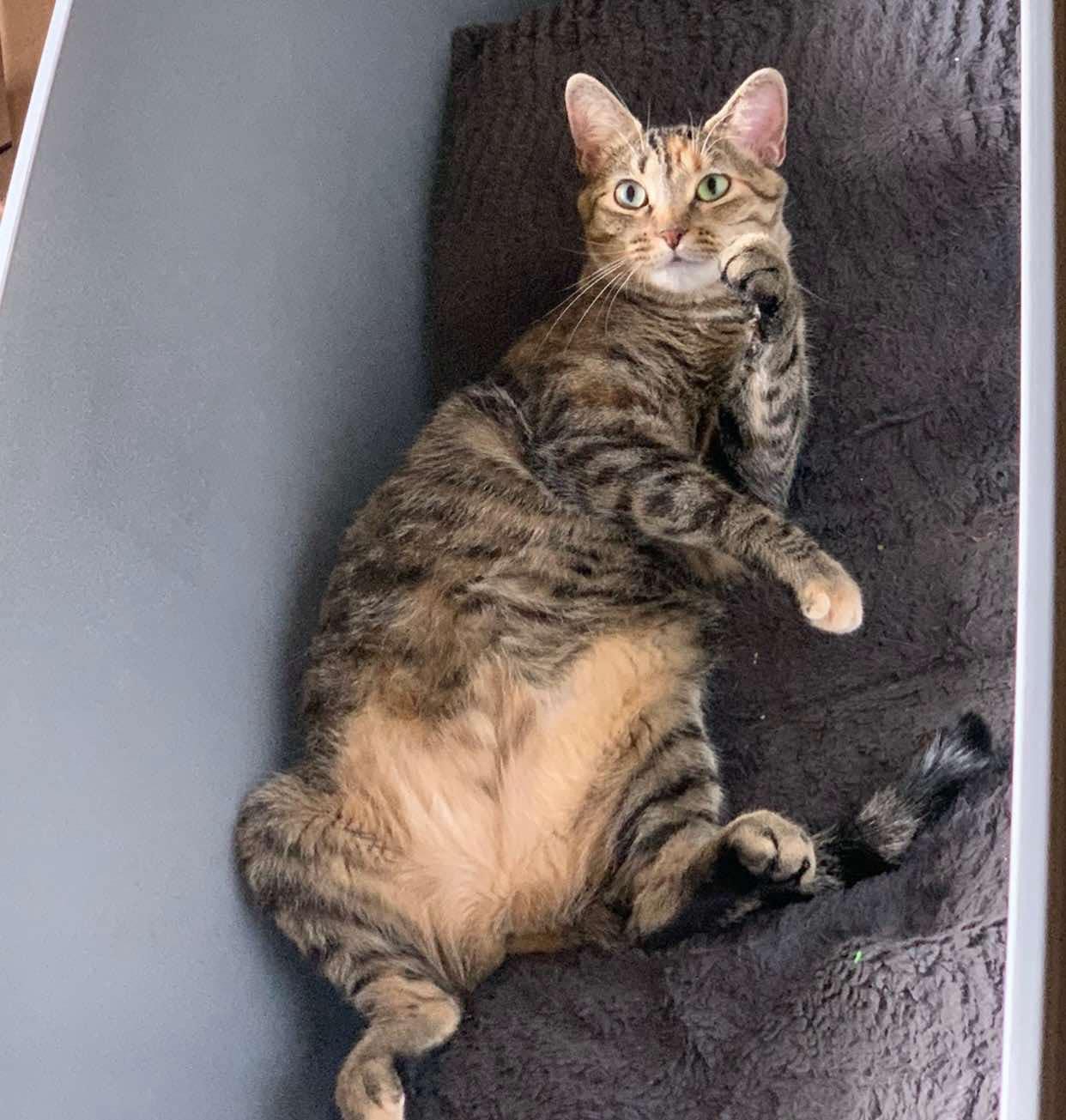 Enlarge Patches, a Adoptable Domestic Short Hair in Allison Park, PA image 1/2