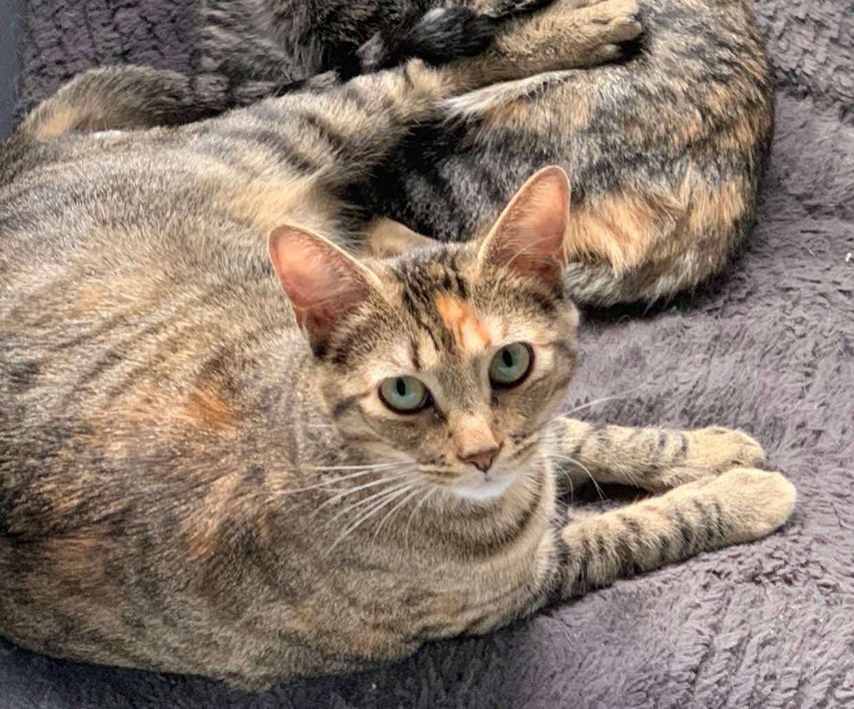 Enlarge Patches, a Adoptable Domestic Short Hair in Allison Park, PA image 2/2