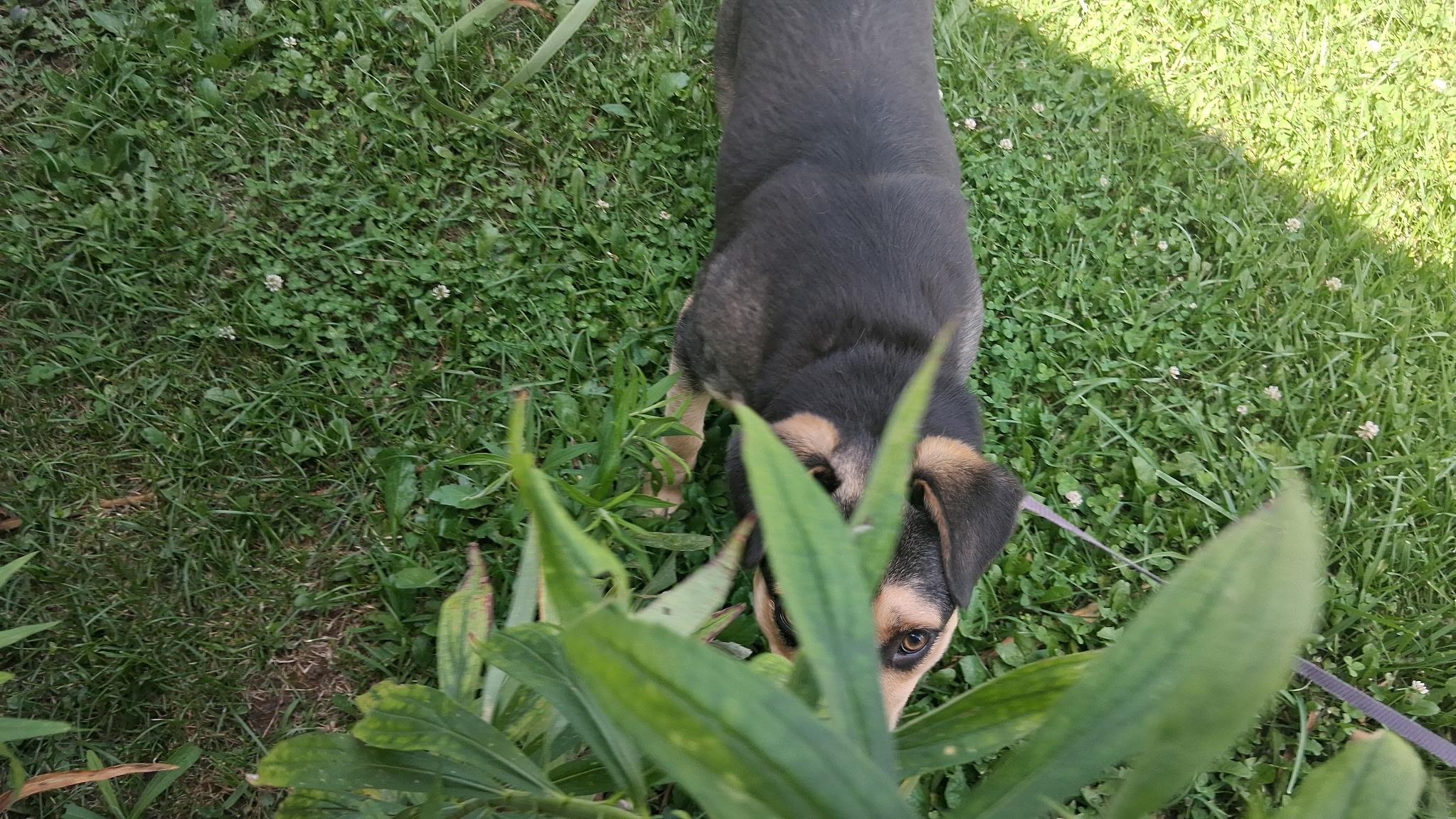Miss Piggy, a ADOPTABLE mixed breed in Hillsboro, MO image 2/3