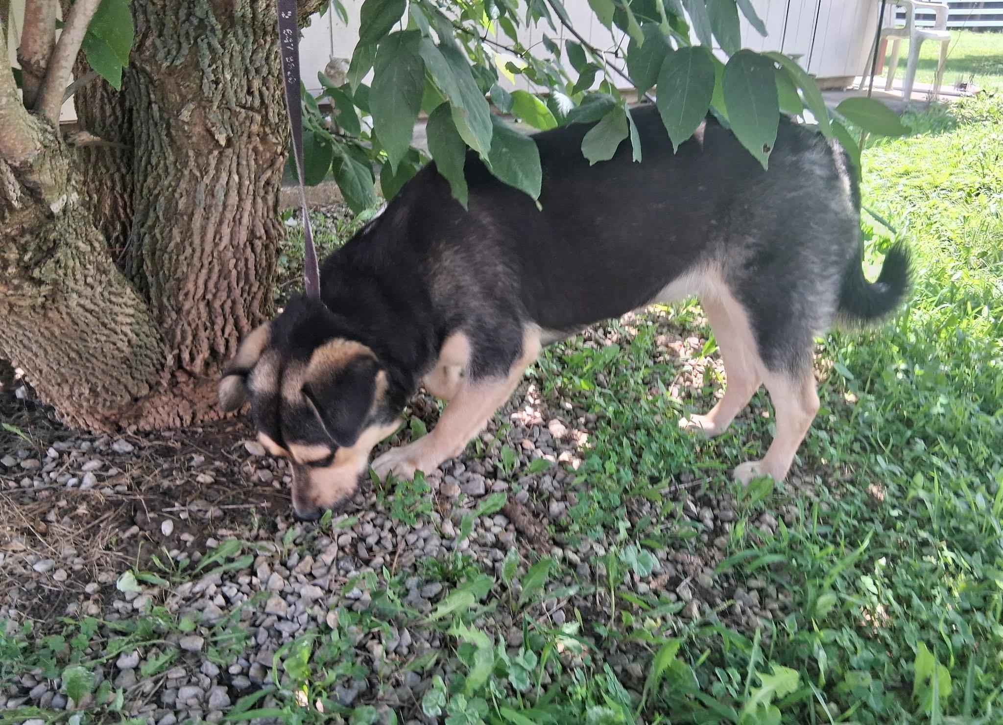 Miss Piggy, a ADOPTABLE mixed breed in Hillsboro, MO image 3/3