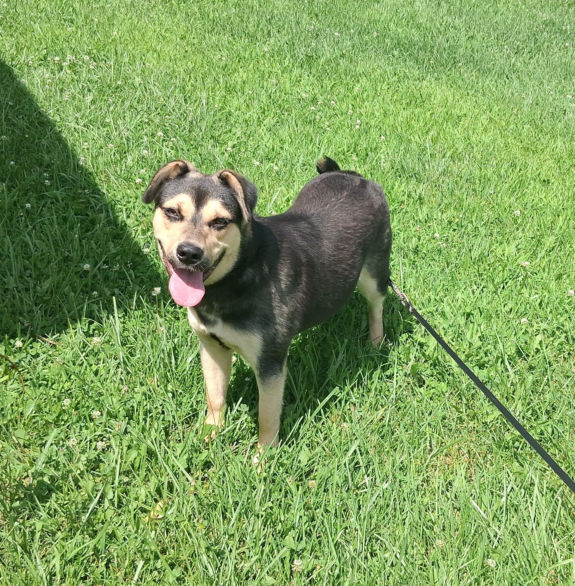 Miss Piggy, ADOPTABLE, Young Female German Shepherd Dog.