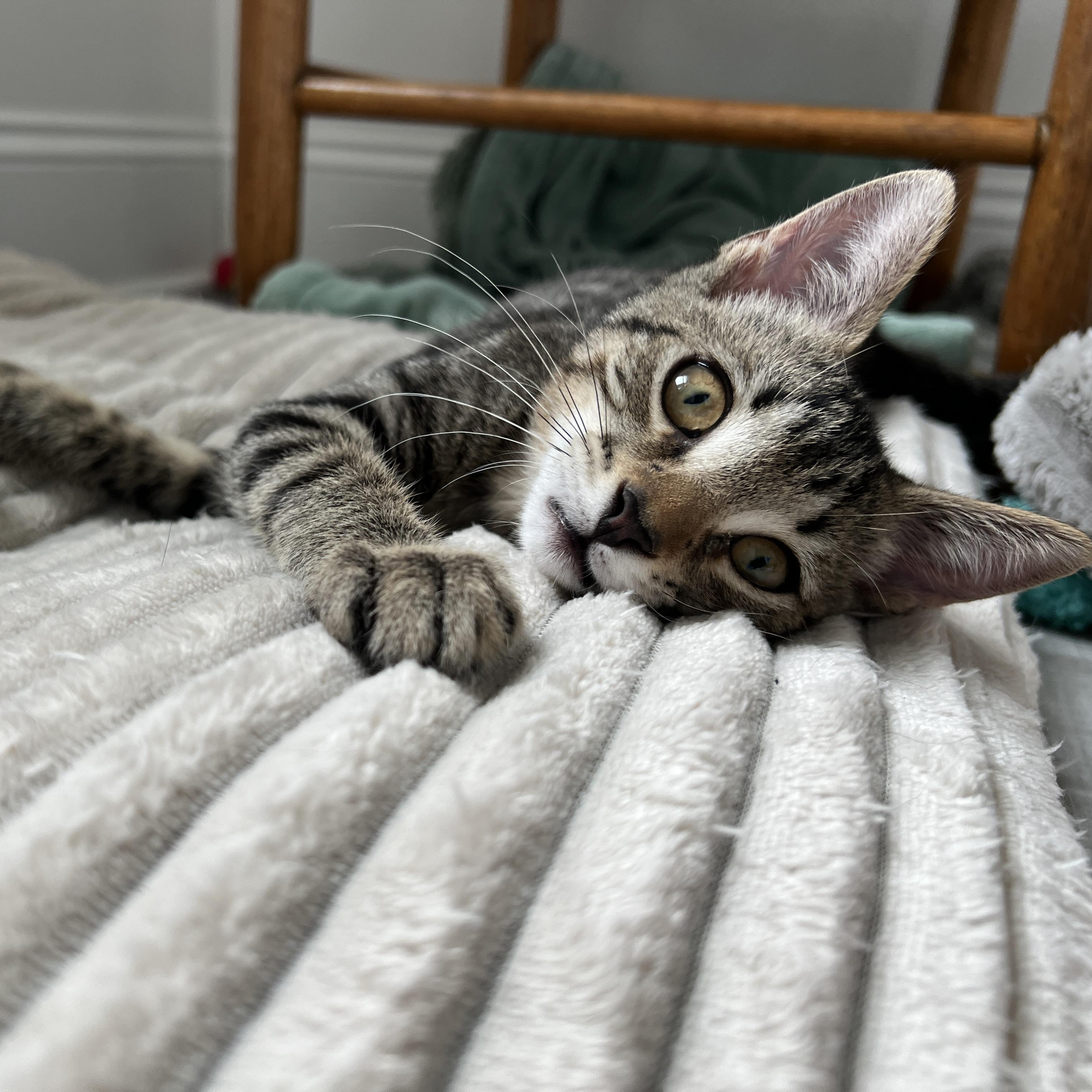 Calder, a ADOPTABLE Domestic Medium Hair in New Bern, NC image 2/5