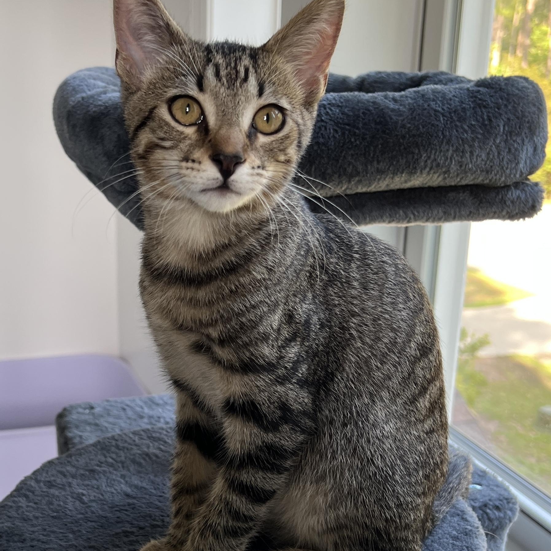 Calder, a ADOPTABLE Domestic Medium Hair in New Bern, NC image 1/5