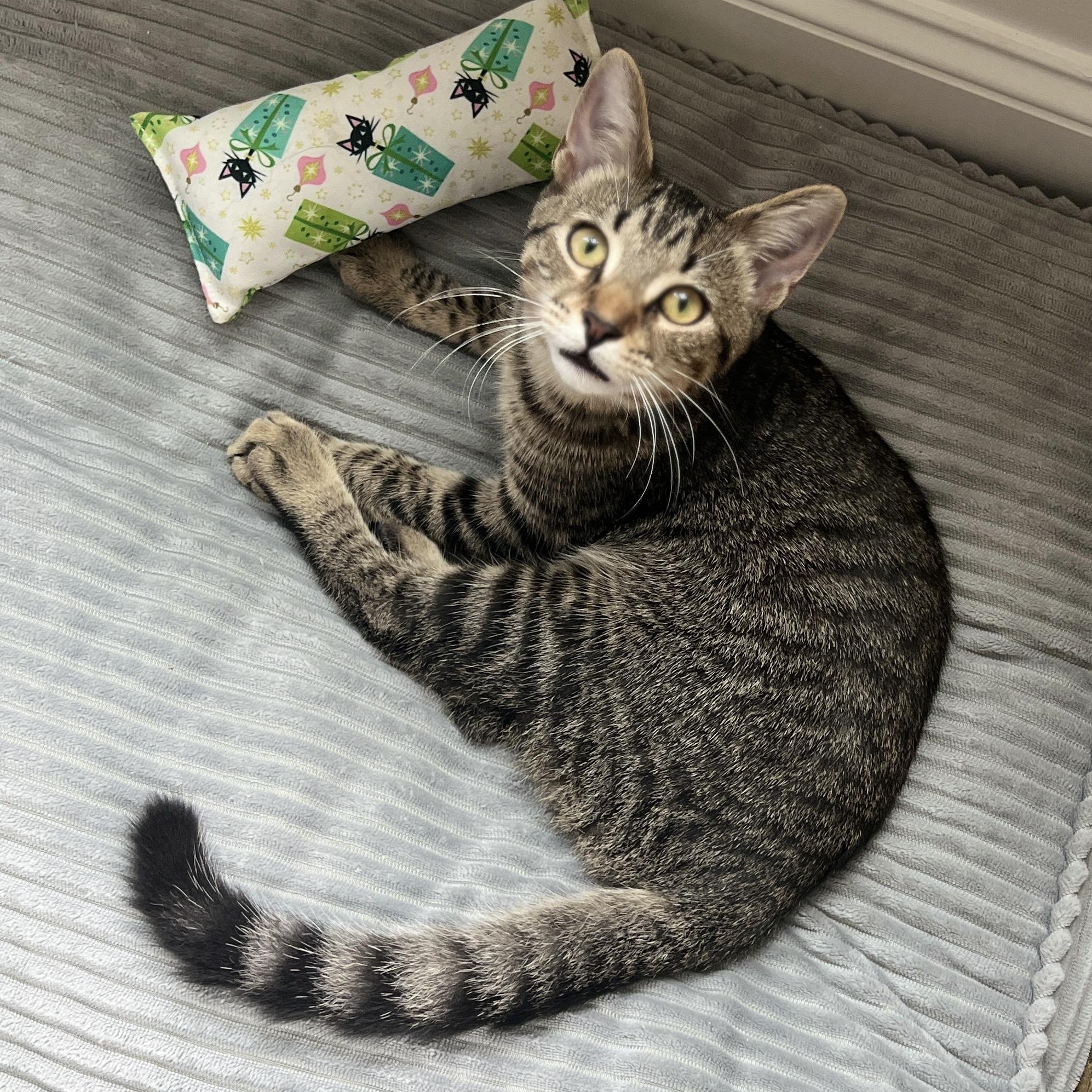 Enlarge Calder, a Adoptable Domestic Medium Hair in New Bern, NC image 5/5
