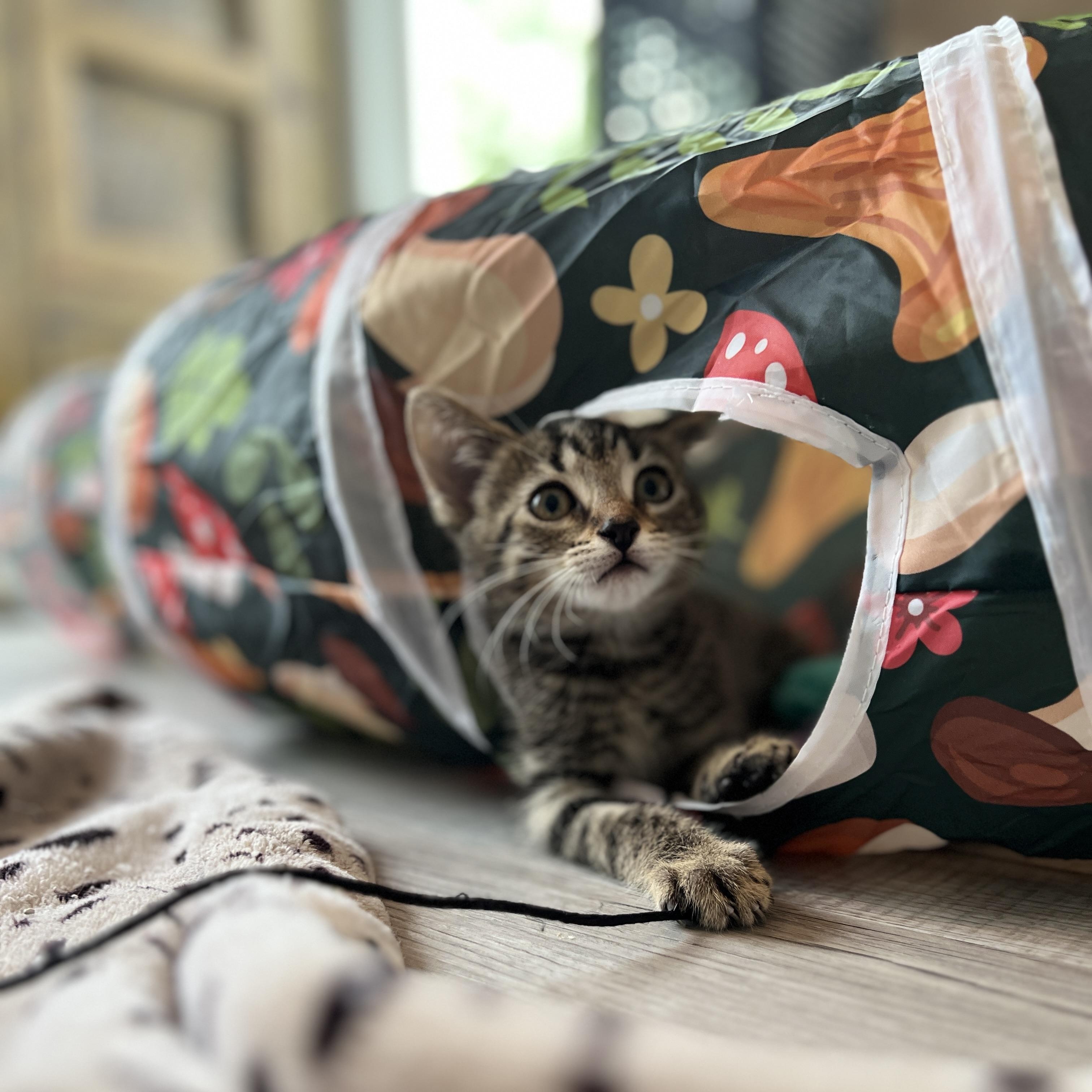 Calder, a ADOPTABLE Domestic Medium Hair in New Bern, NC image 1/5