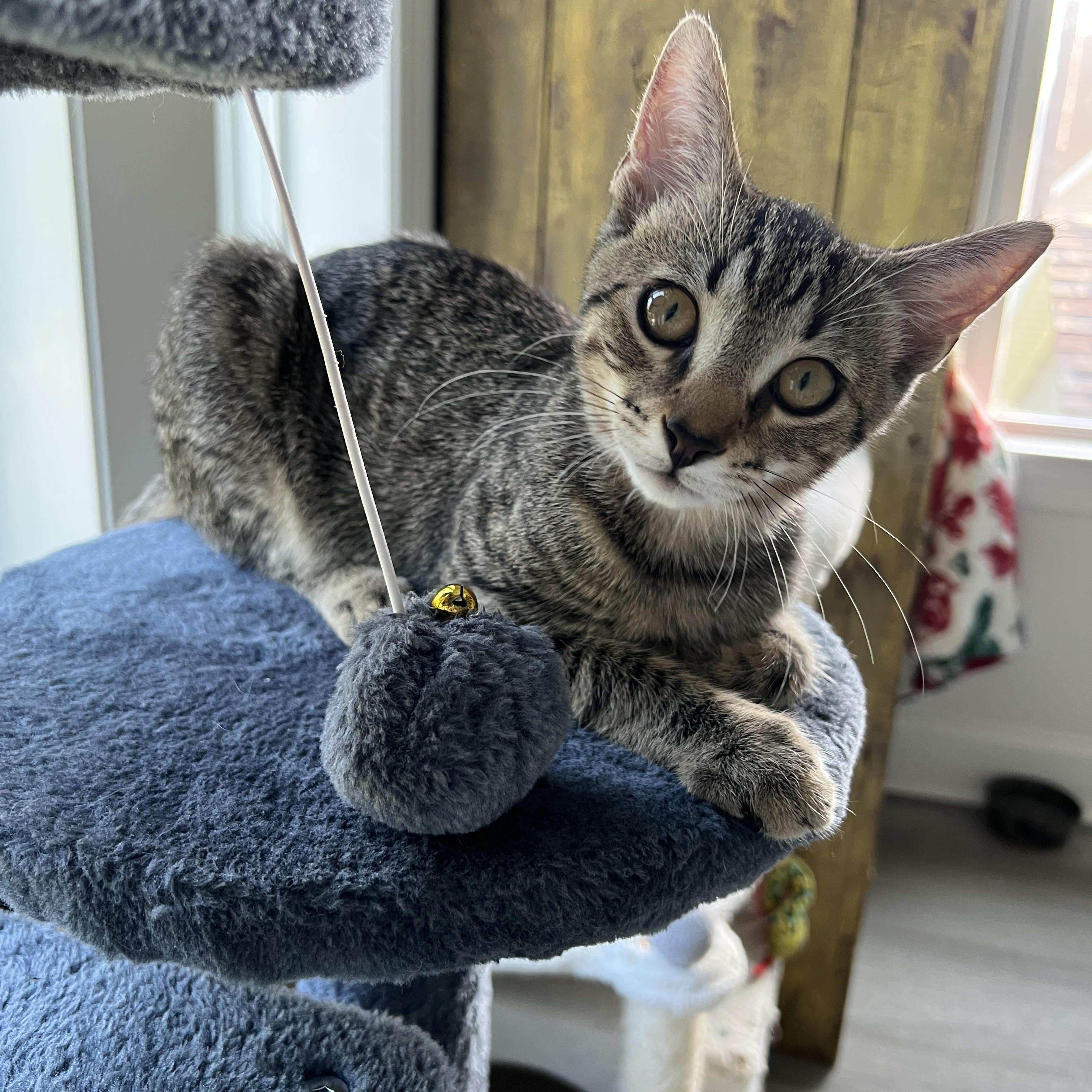 Calder, a ADOPTABLE Domestic Medium Hair in New Bern, NC image 5/5