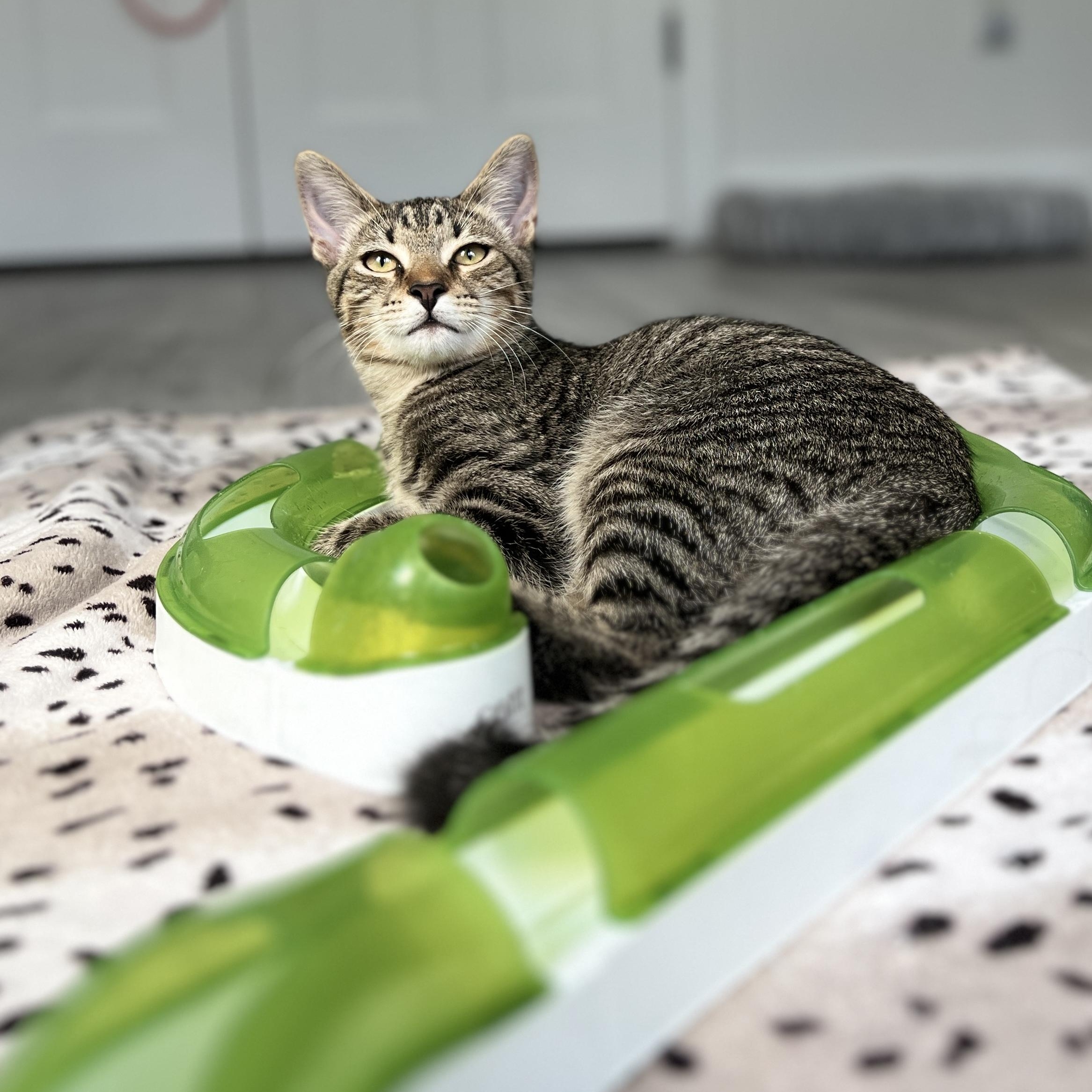 Enlarge Calder, a ADOPTABLE Domestic Medium Hair in New Bern, NC image 6/6