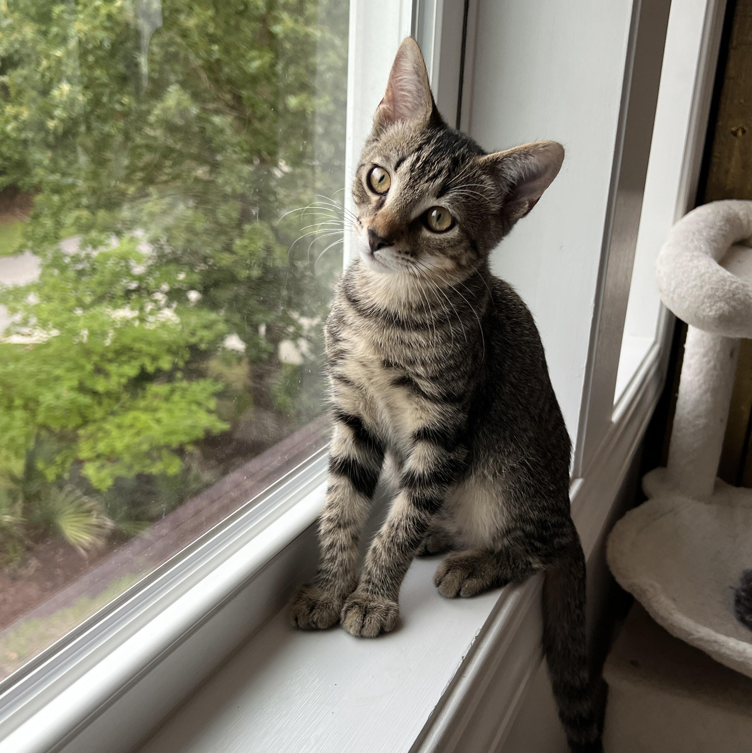 Calder, a ADOPTABLE Domestic Medium Hair in New Bern, NC image 3/5