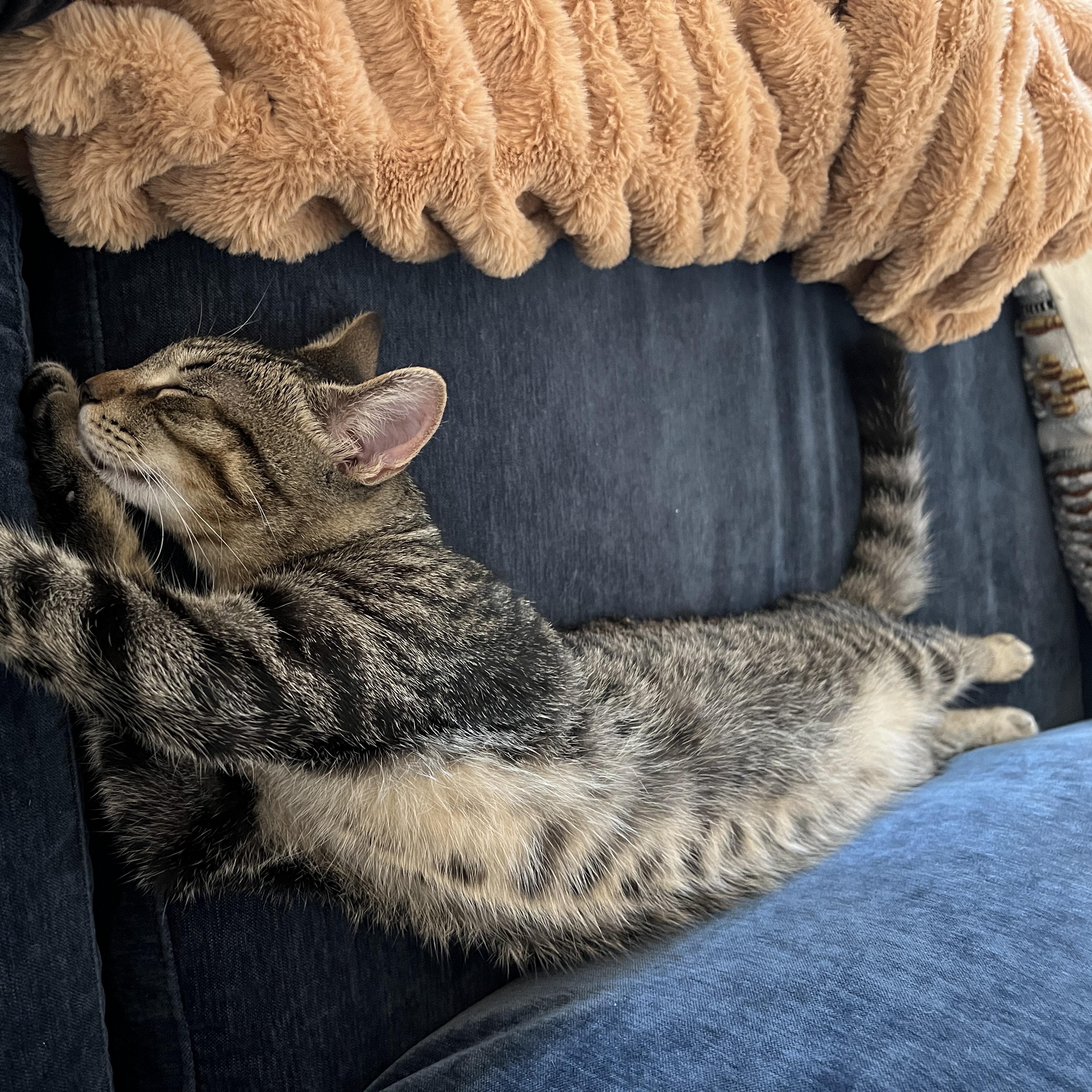 Enlarge Calder, a Adoptable Domestic Medium Hair in New Bern, NC image 4/5