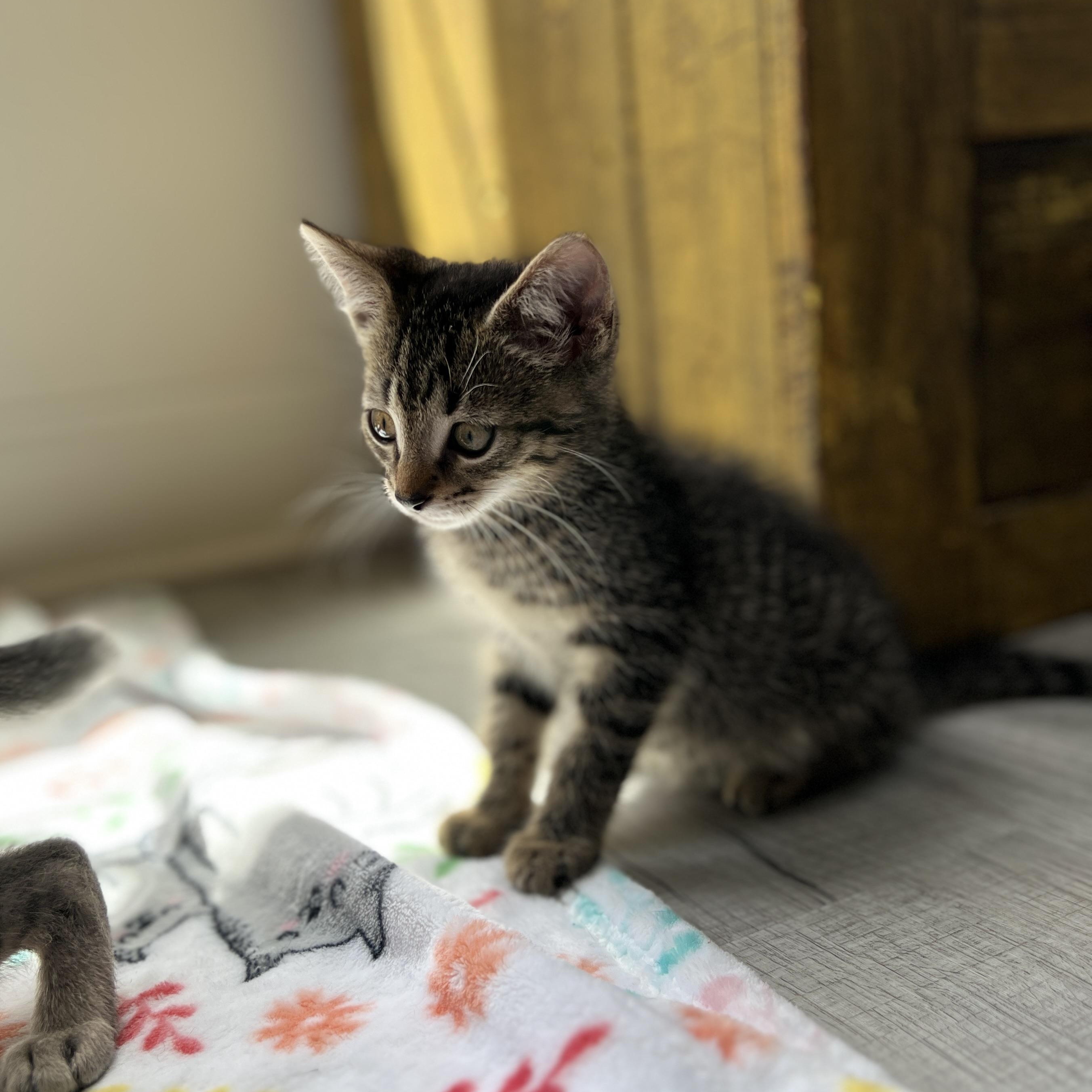Calder, a ADOPTABLE Domestic Medium Hair in New Bern, NC image 4/5