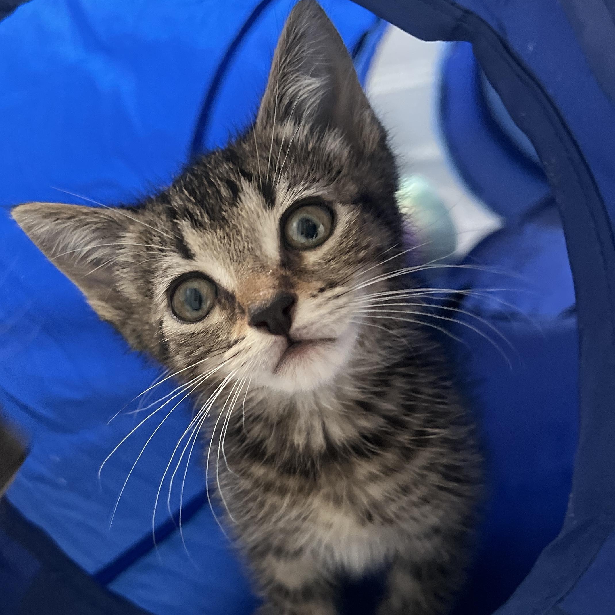 Calder, a ADOPTABLE Domestic Medium Hair in New Bern, NC image 3/5