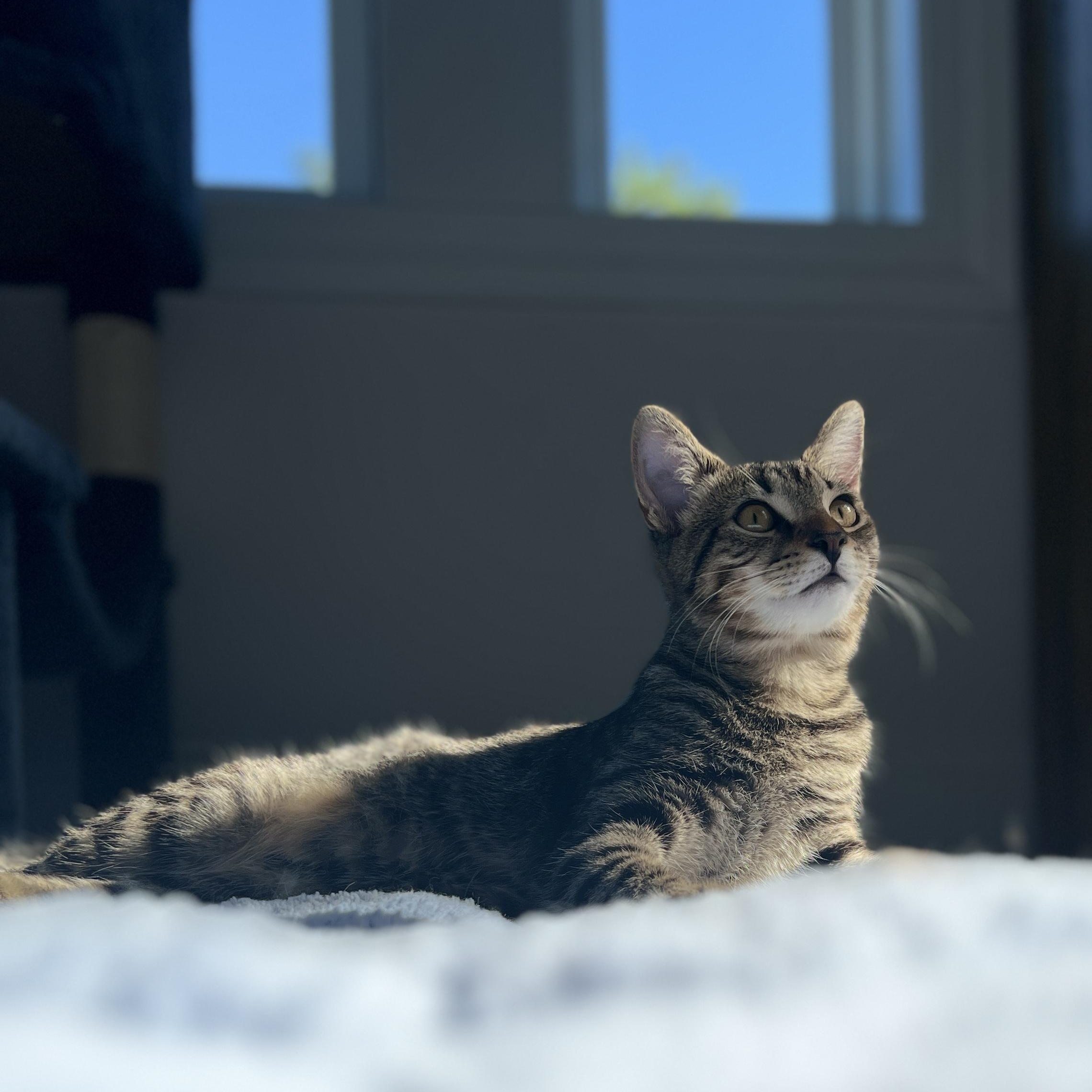Enlarge Calder, a Adoptable Domestic Medium Hair in New Bern, NC image 3/5
