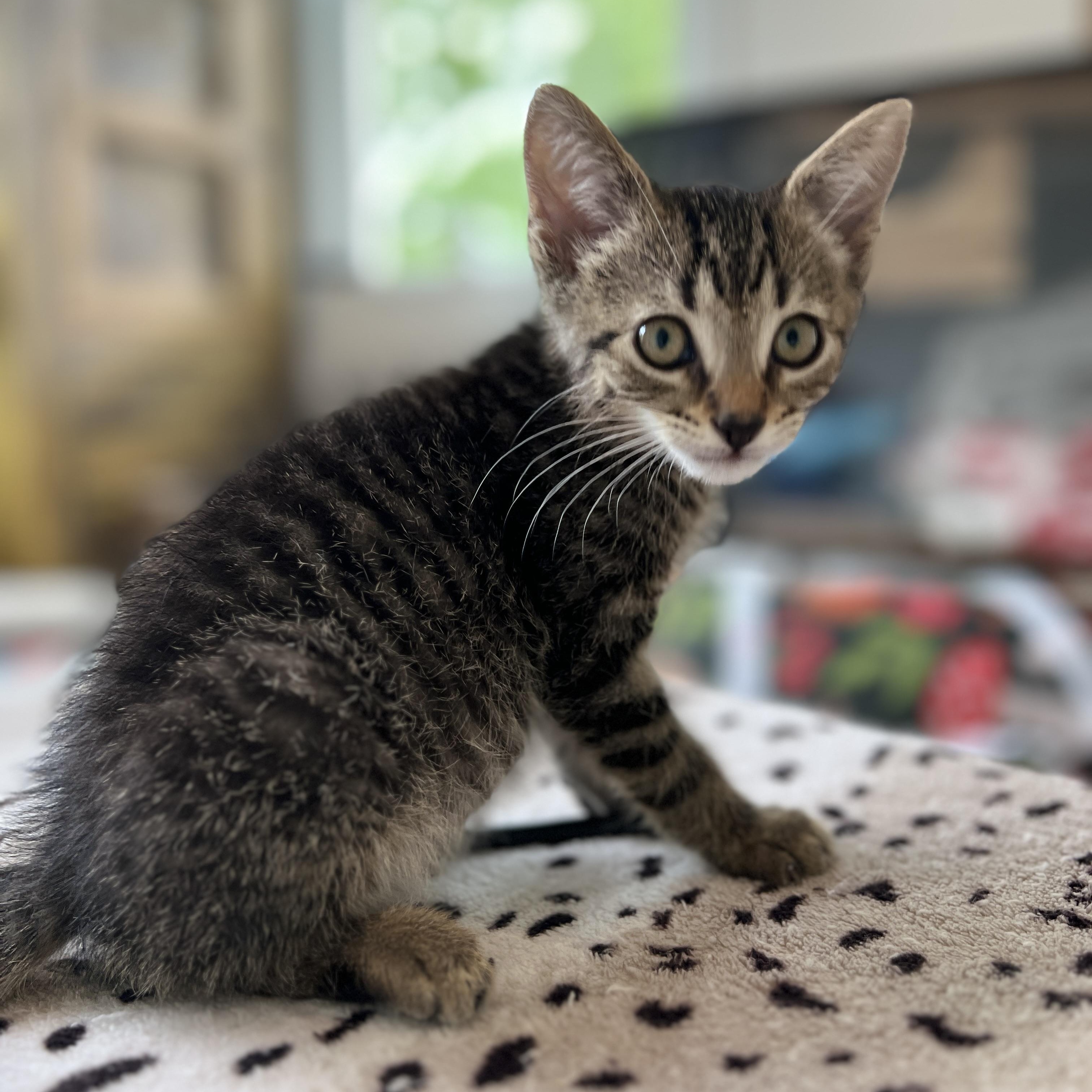 Calder, a ADOPTABLE Domestic Medium Hair in New Bern, NC image 5/5