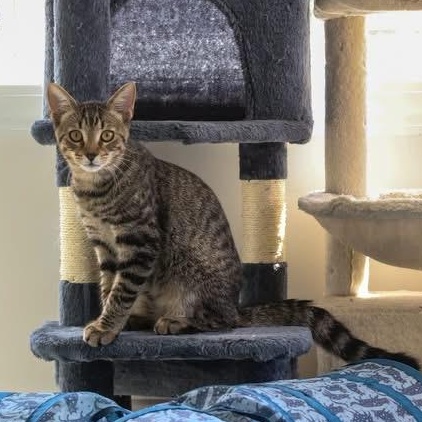 Enlarge Calder, a Adoptable Domestic Medium Hair in New Bern, NC image 2/5