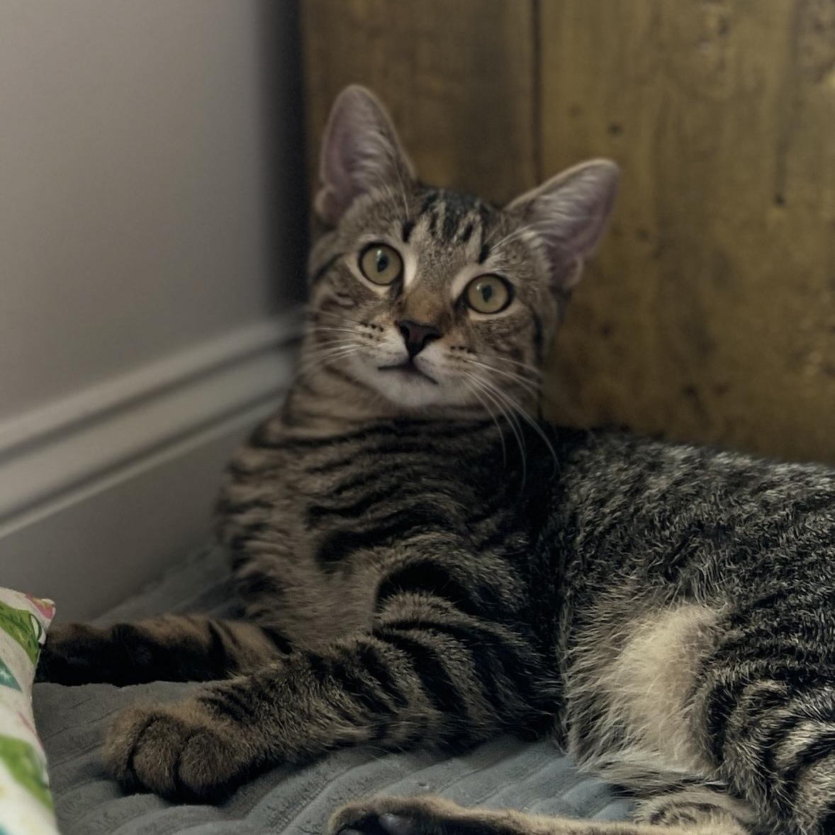 Enlarge Calder, a Adoptable Domestic Medium Hair in New Bern, NC image 1/5