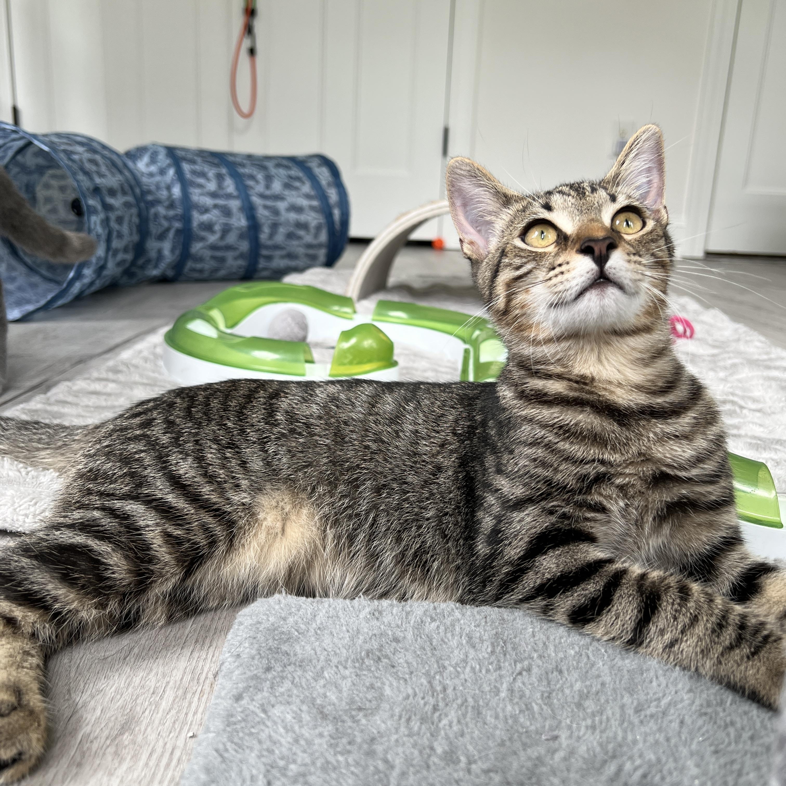 Calder, ADOPTABLE, Kitten Male Domestic Medium Hair.