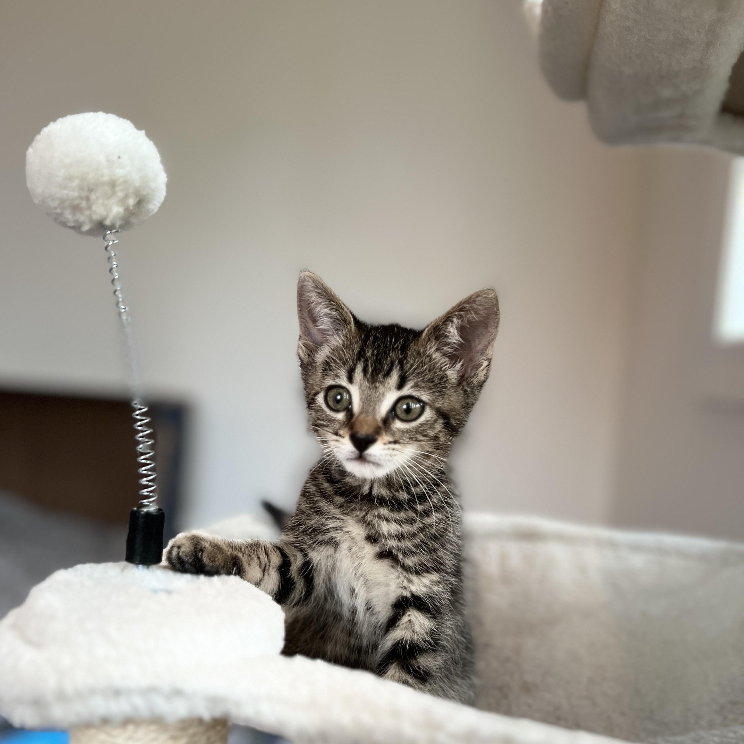 Calder, a ADOPTABLE Domestic Medium Hair in New Bern, NC image 2/5