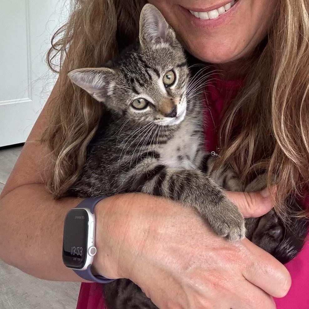 Calder, a ADOPTABLE Domestic Medium Hair in New Bern, NC image 4/5