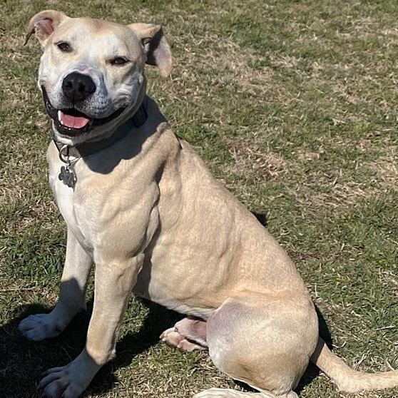 Enlarge Steve, a Adoptable mixed breed in Oklahoma City, OK image 7/11