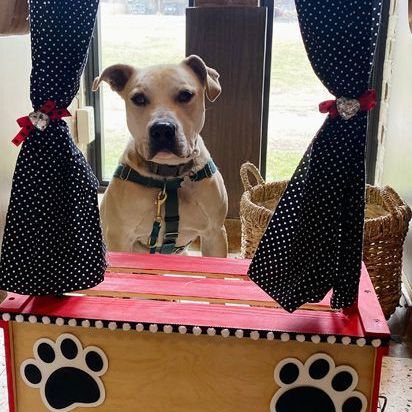 Enlarge Steve, a Adoptable mixed breed in Oklahoma City, OK image 8/11