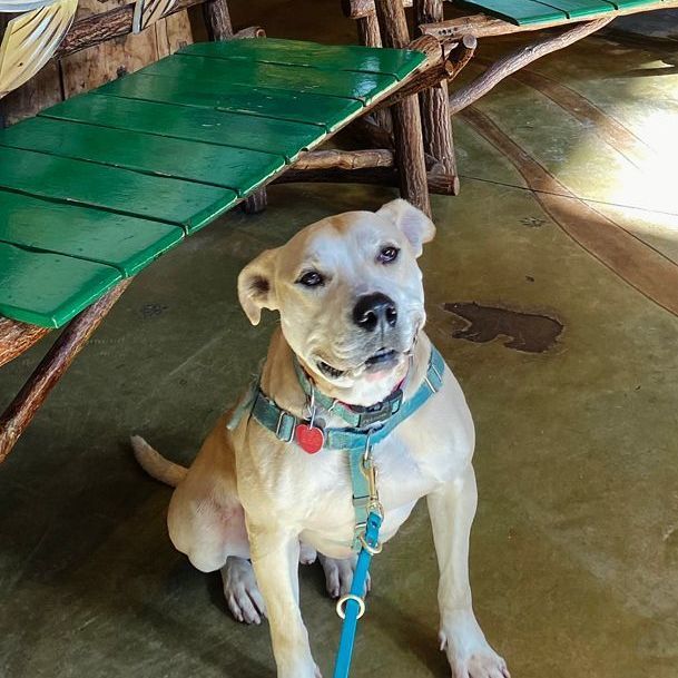 Enlarge Steve, a Adoptable mixed breed in Oklahoma City, OK image 9/11