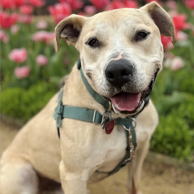 Steve, a Adoptable mixed breed in Oklahoma City, OK image 1/11