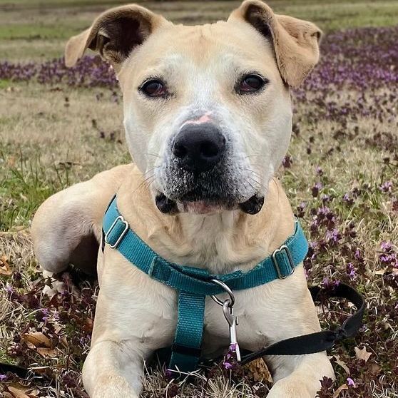 Enlarge Steve, a Adoptable mixed breed in Oklahoma City, OK image 11/11