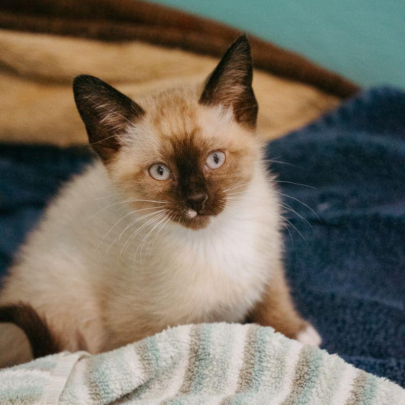Bud, adopted, Kitten Male Siamese.