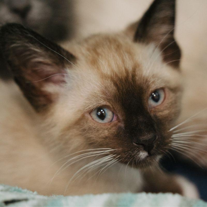Bud, an adopted mixed breed in Jackson, WY image 3/3